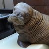 Adorable Baby Walrus Who Thinks He's Human Is Moving To Texas